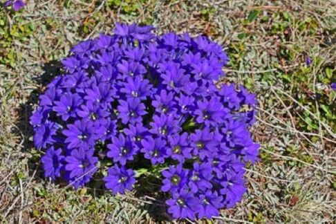 akar demam dari parasit dalam badan