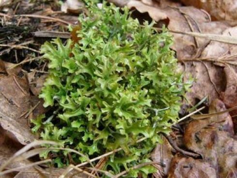 cetraria daripada parasit dalam badan