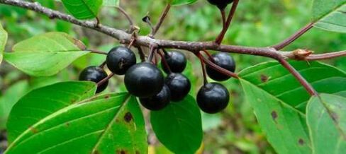 kulit buckthorn terhadap parasit dalam badan
