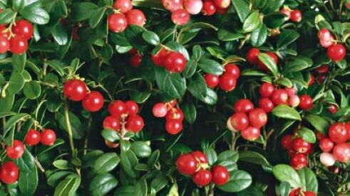lingonberry terhadap parasit dalam badan