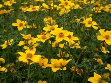 satu siri parasit dalam badan