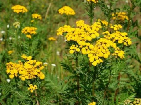 tansy daripada parasit dalam badan manusia