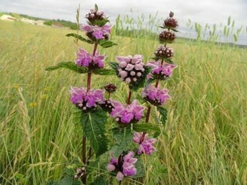 tumbuhan bijih besi daripada parasit dalam badan