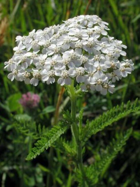 yarrow terhadap parasit dalam badan