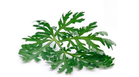 wormwood untuk membuang parasit dari badan