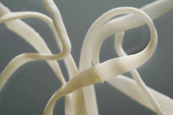 Ascaris adalah nematod, tergolong dalam susunan cacing gelang
